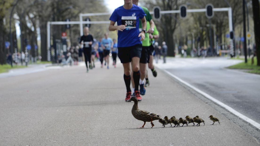 Eendenfamilie steekt over bij marathon