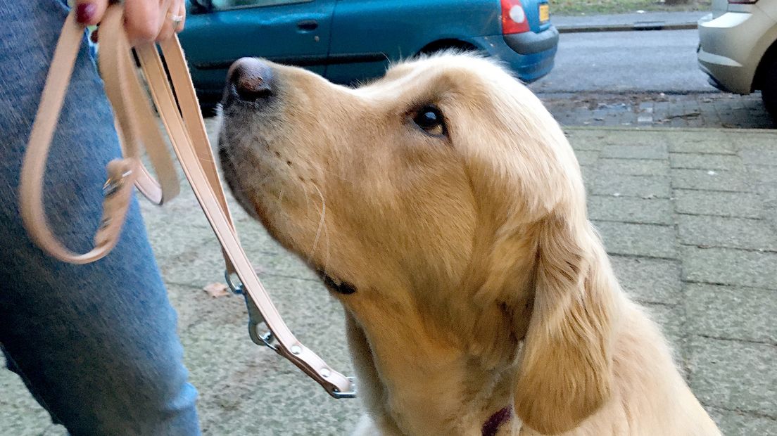 Slechtziende Zeistenaar pleit voor vuurwerkvrij halfuur: 'Mijn geleidehond is bang'