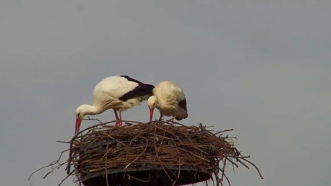 We zijn te gast bij een ooievaarsechtpaar in Wamel. Ze hebben een nest, vlak langs de Waal.