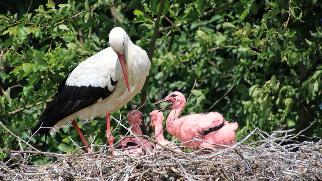 Bij Avonturenboerderij Molenwaard zouden er drie 'flamivaars' geboren zijn; een kruising tussen een ooievaar en een flamingo.