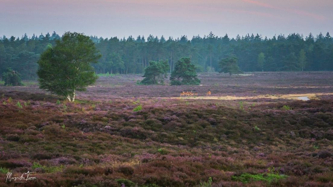 De paarse heide ziet er prachtig uit de op de Veluwe.