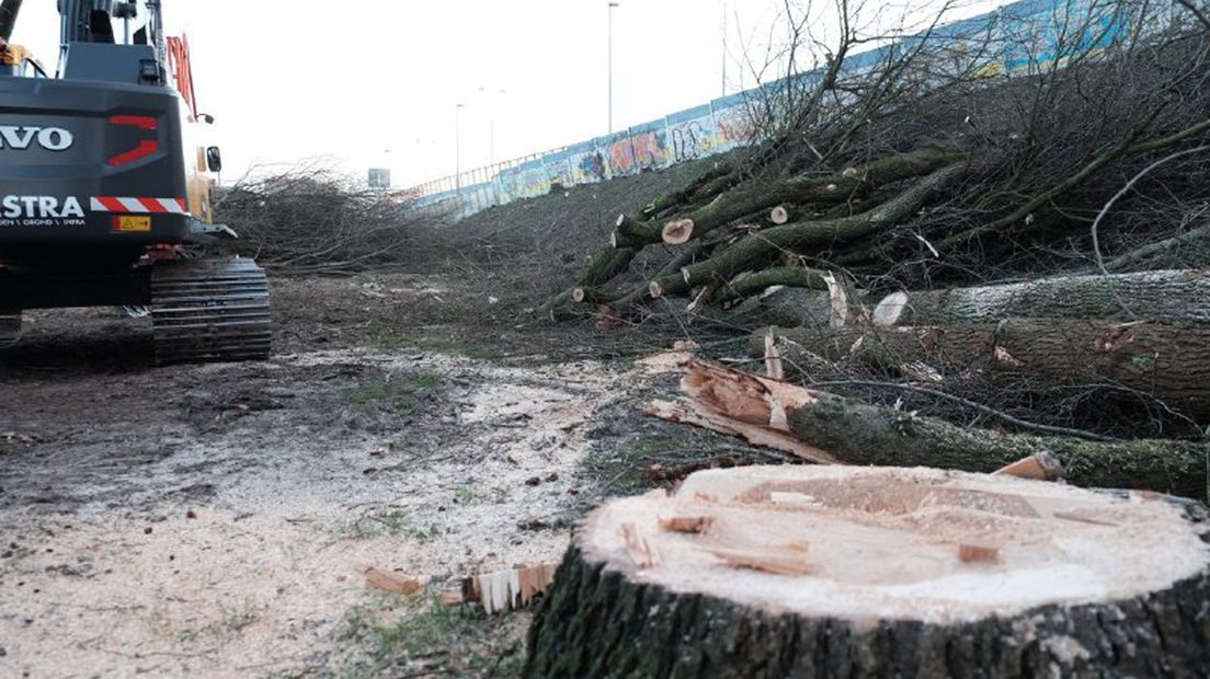 Bomenkap langs de Ringweg Zuid