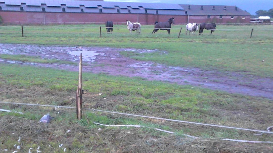 Duif geroosterd door bliksem