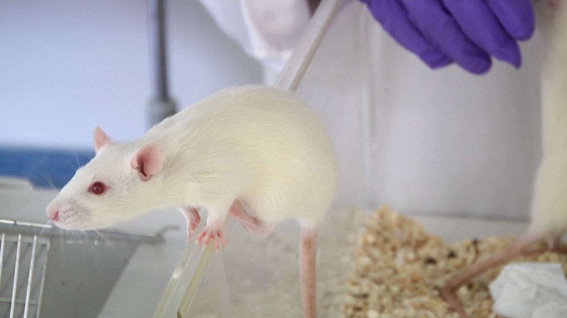 Ratten en muizen worden het meest gebruikt voor dierproeven