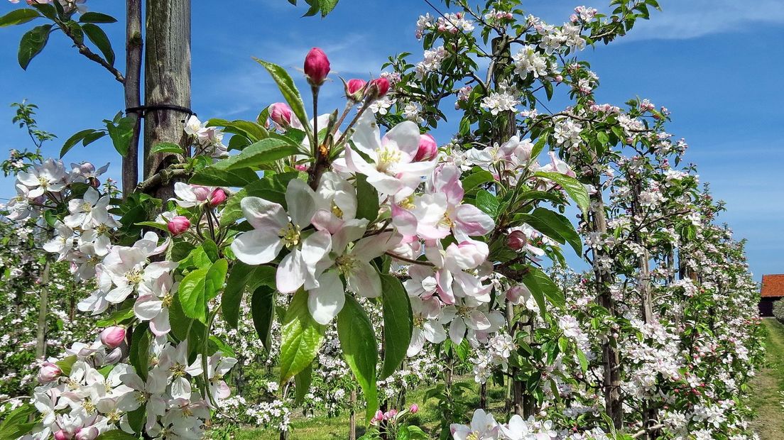 Appelbloesems in de boomgaard moeten met de hand bevrucht worden