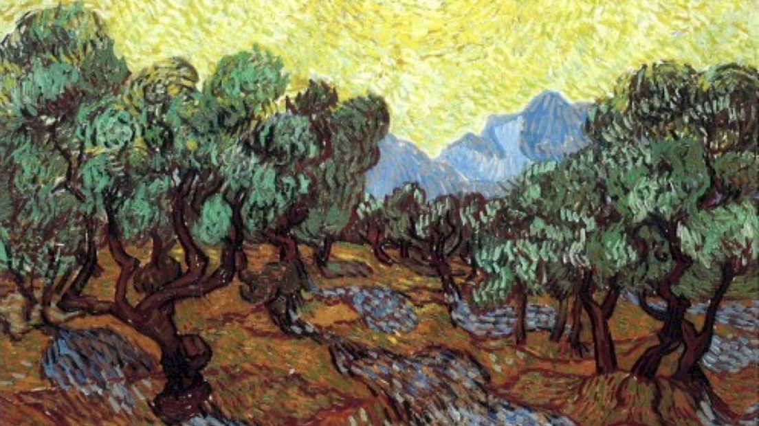 Olijfgaard in Saint Remy de Provence