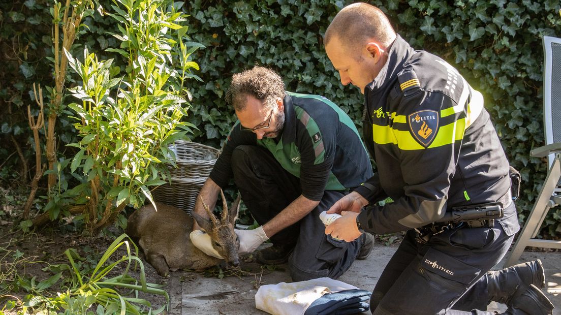 De dierenarts van Dierenpark Amersfoort ontfermt zich met een agent over de ree.