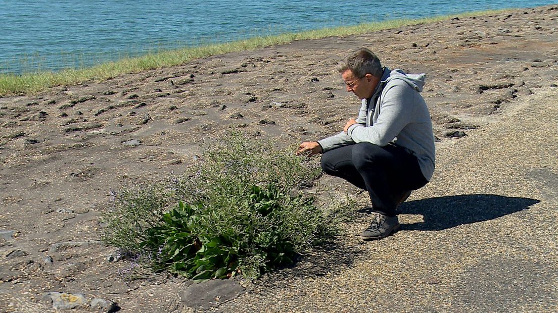 Jouke Heringa HZ Westerschelde