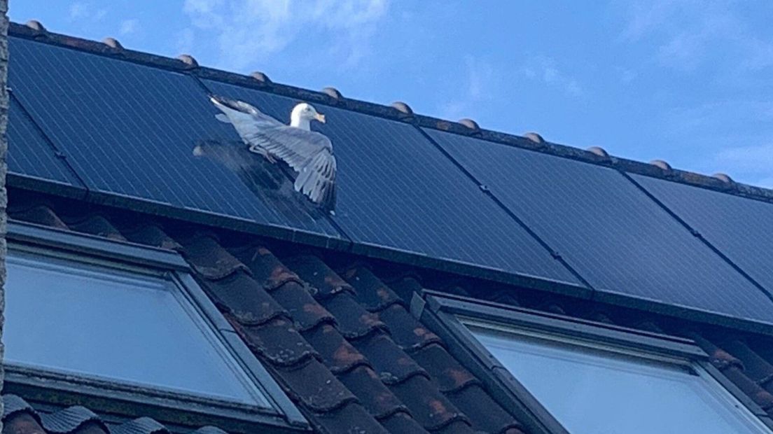 Meeuw vast in zonnepaneel
