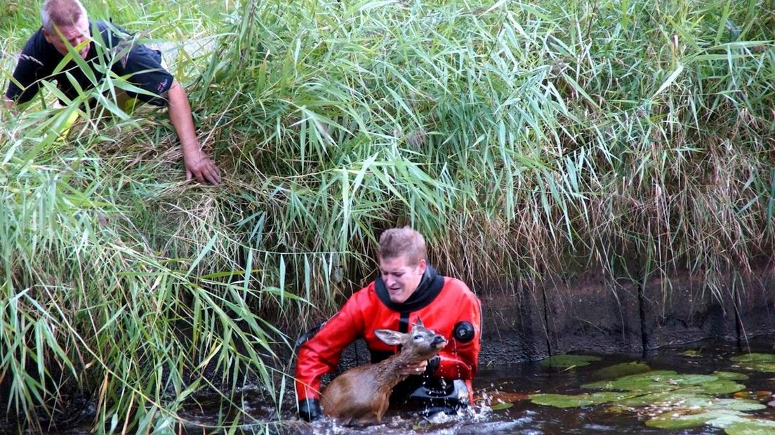 Brandweer haalt ree uit Dedemsvaart