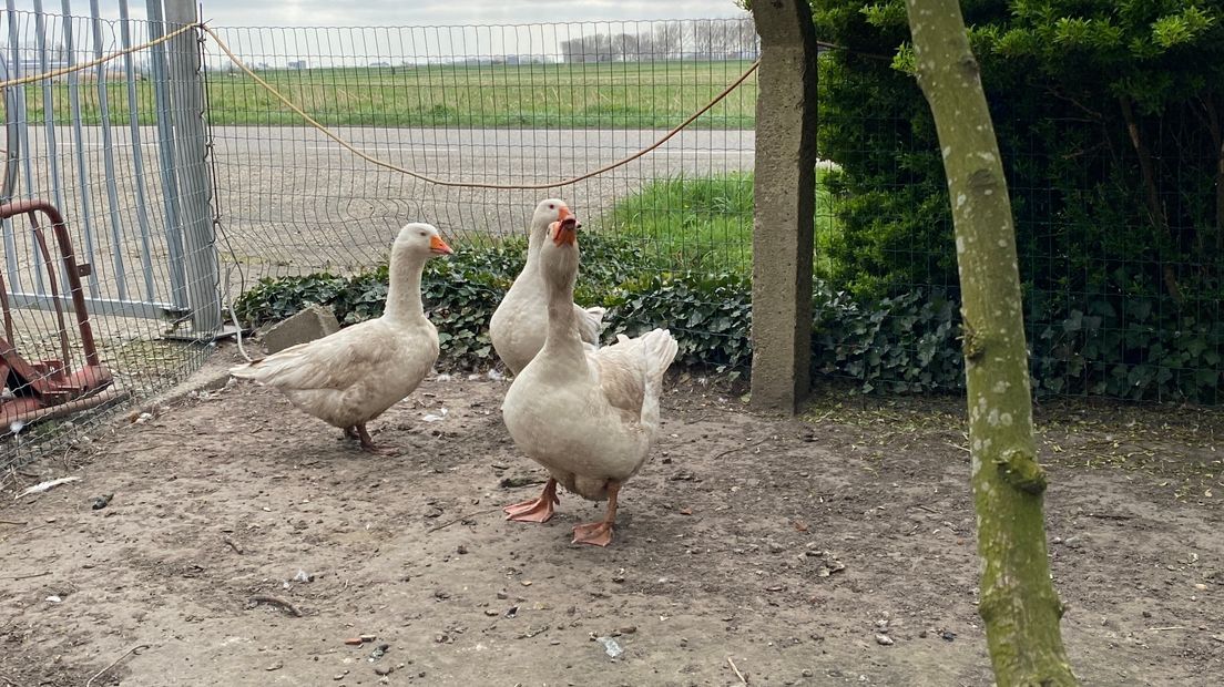 Een van deze ganzen heeft het super ei gelegd.