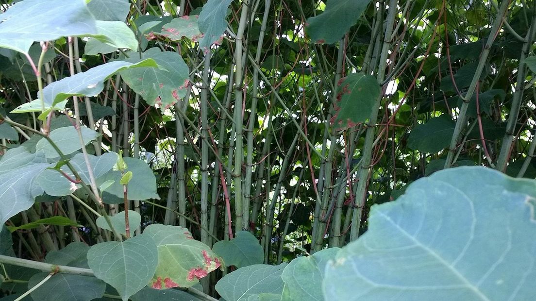 Japanse duizendknoop onder stroom gezet