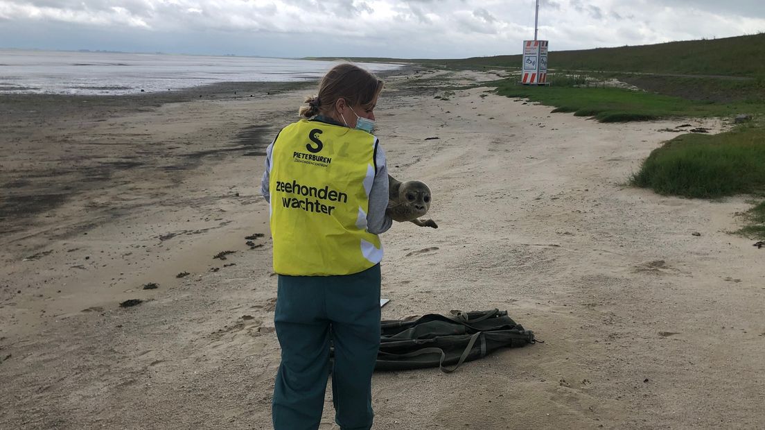 Pup Lisa wordt meegenomen naar Pieterburen