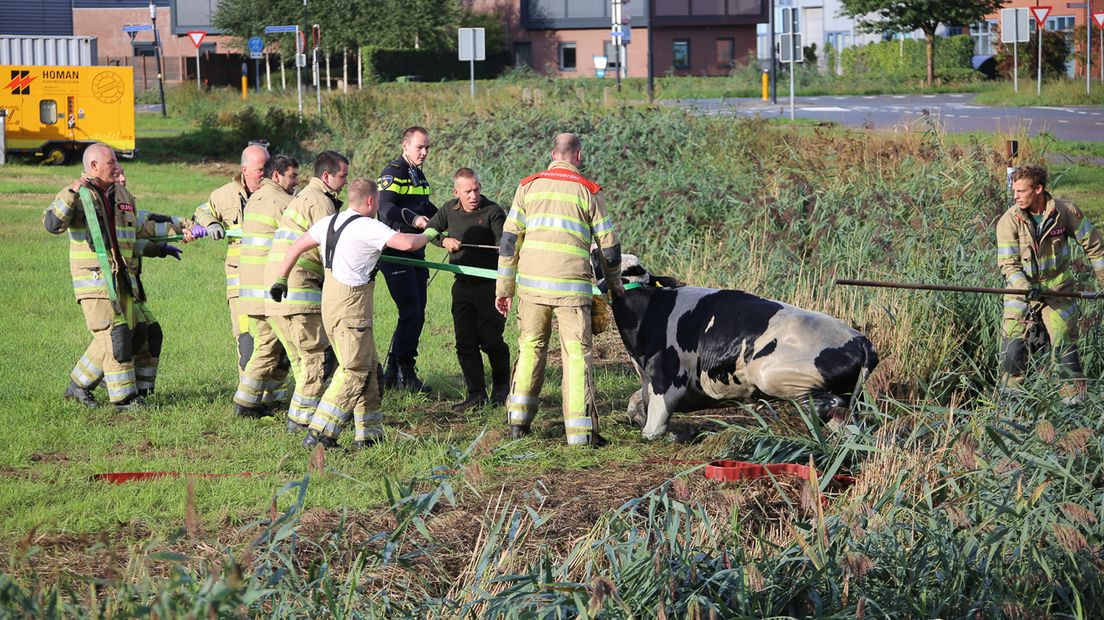 De koe werd met het nodige duw- en trekwerk op het droge gehaald.