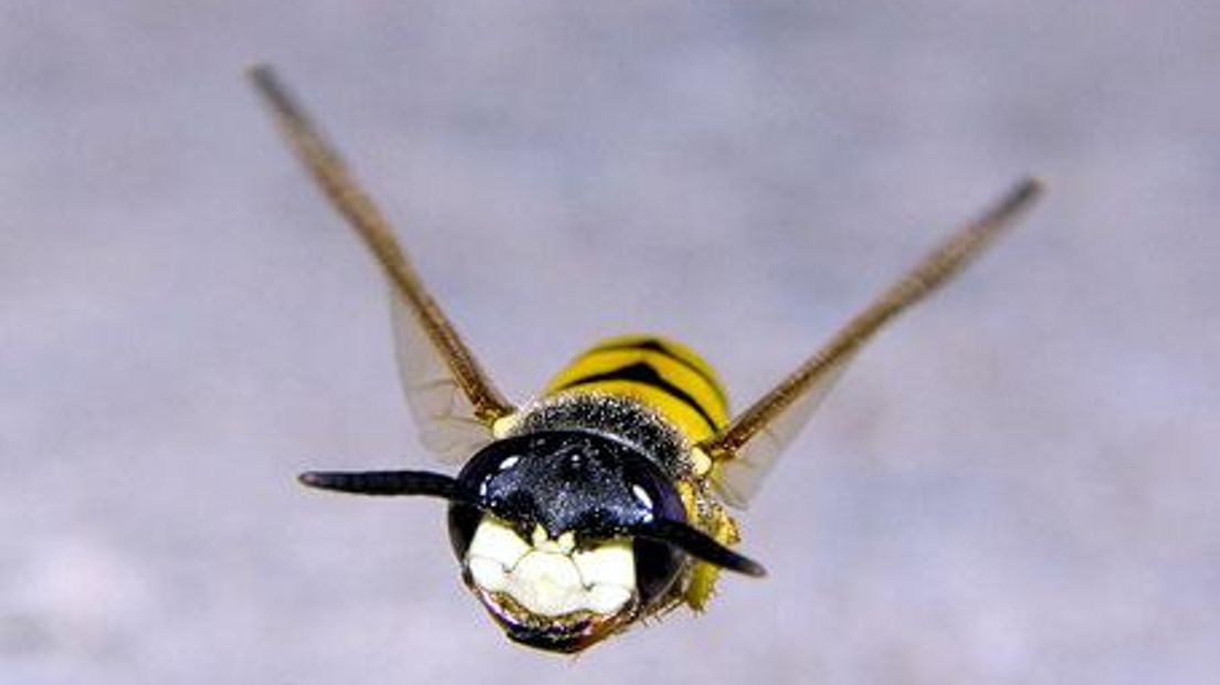 Waar zijn de wespen? RTV Drenthe