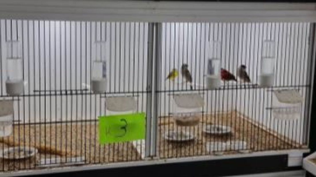 Honderden illegale vogels in beslag genomen.