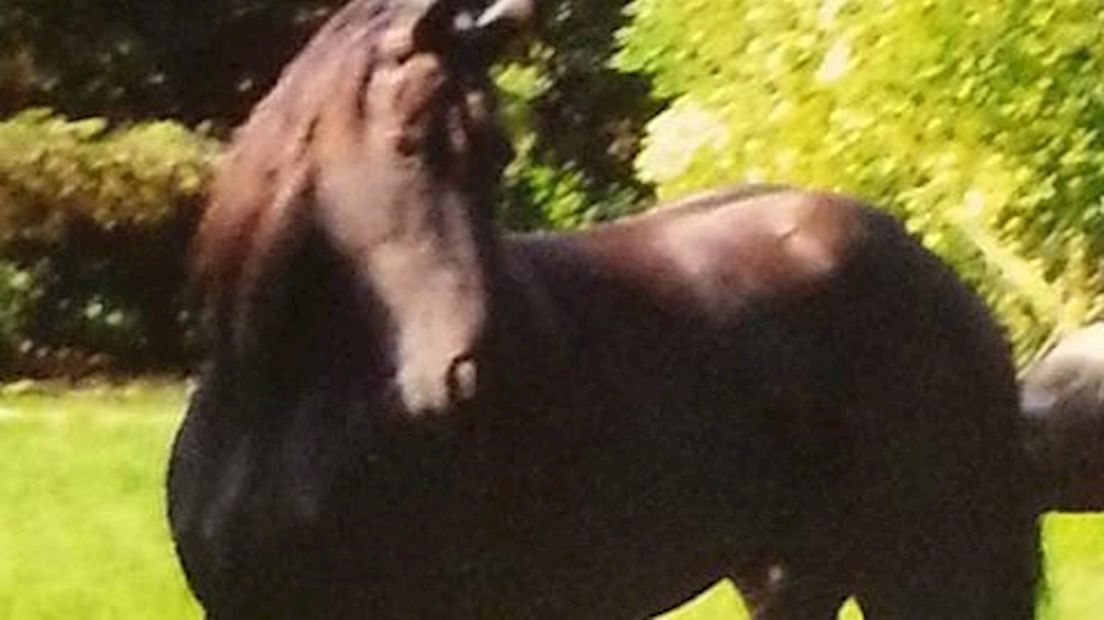 Friese merrie Heeske (12) wordt vermist