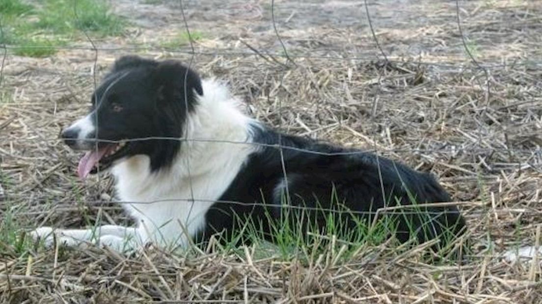 Hond