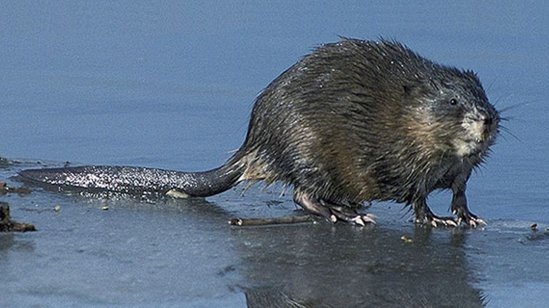 Een muskusrat