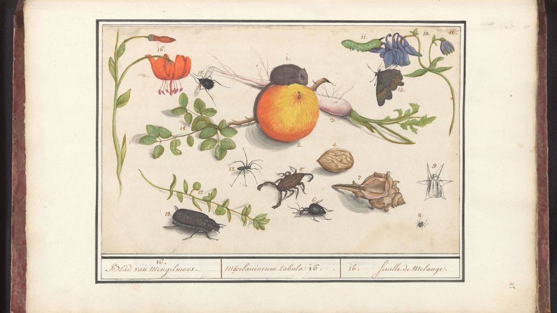 Beeldherkenning voor meusemcollecties