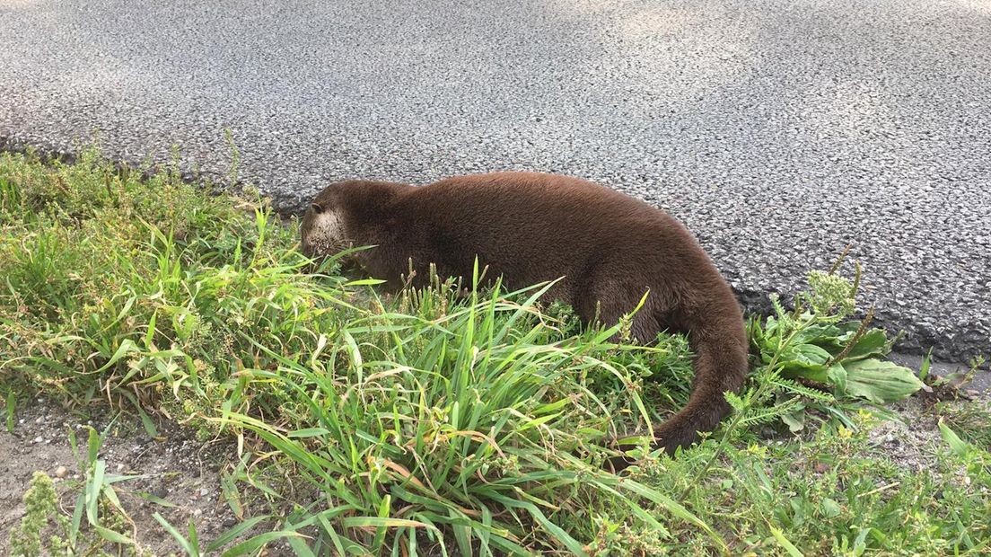 Arend Spijker op zoek naar baby-otters