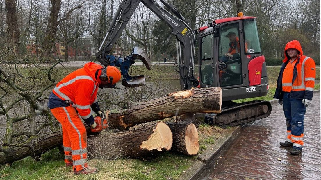 Medewerkers van de plantsoendienst verwijderen een boom bij het Noorderplantsoen