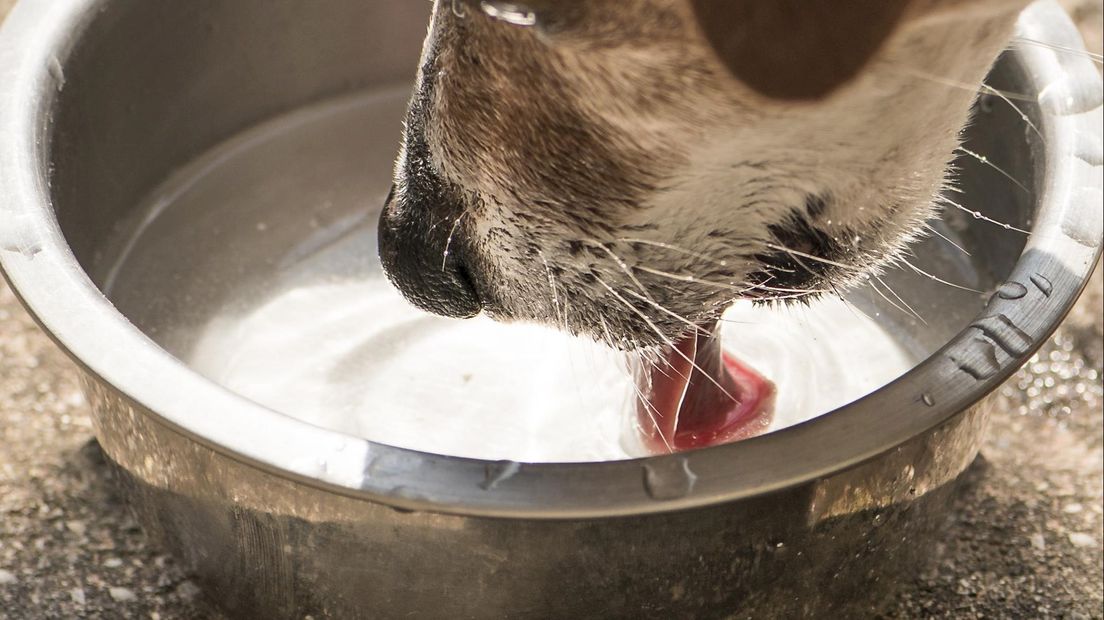 Honden in beslag genomen in Hardenberg (foto ter illustratie)