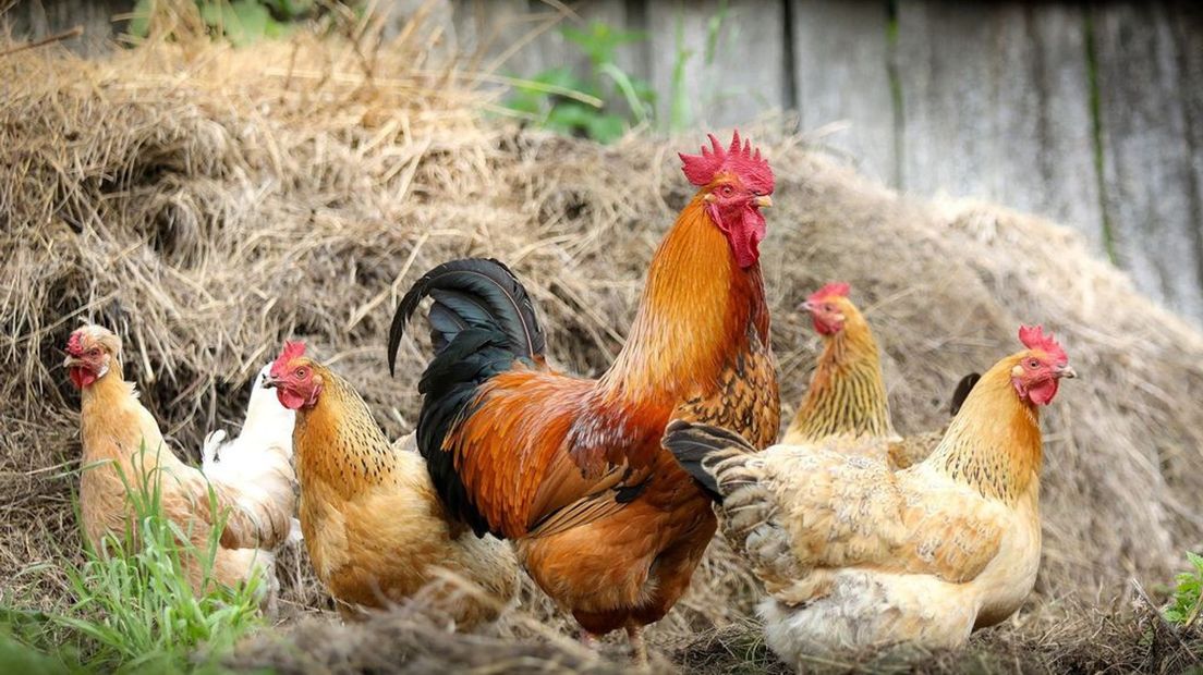 Kippen in Wageningen worden geruimd na constateren vogelgriep. Foto ter illustratie.