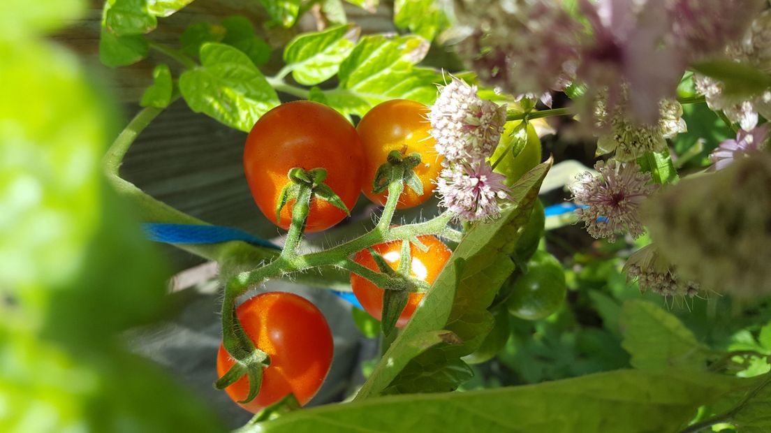 Tomaten smaken lekkerder als ze met zout water zijn gekweekt, stellen onderzoekers van de Universiteit Gent.