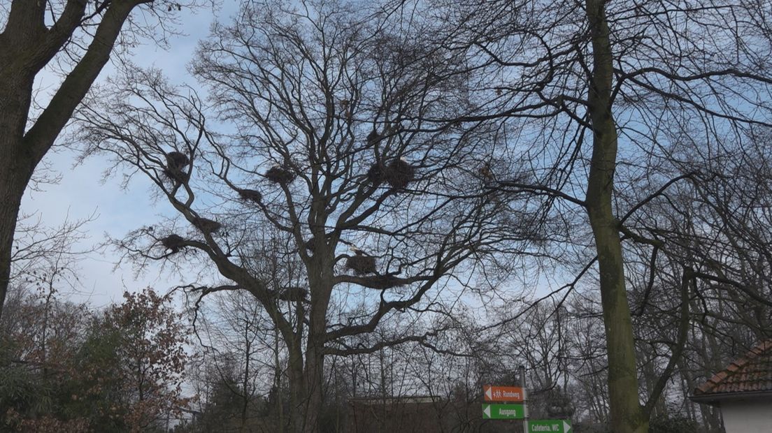 Vijftien ooievaarsnesten in een eik