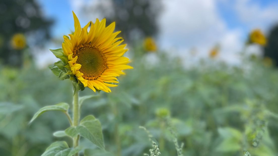 Een van de zonnebloemen in het veld van Luth