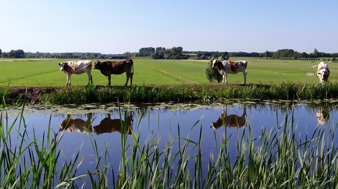 Koeien aan het water