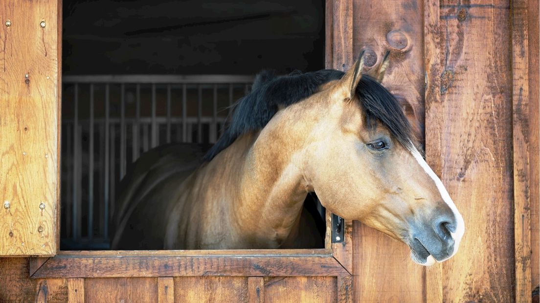Virus op paardenbedrijf Bad Bentheim, ruiters in grensgebied gewaarschuwd