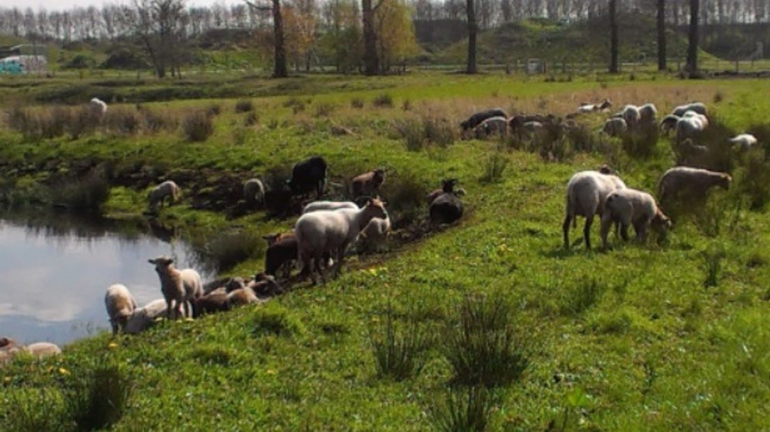 Herder Caroline Visser van Landschapsbeheer Het Witterveld: dagelijkse controle van schapen bij Kloosterveen