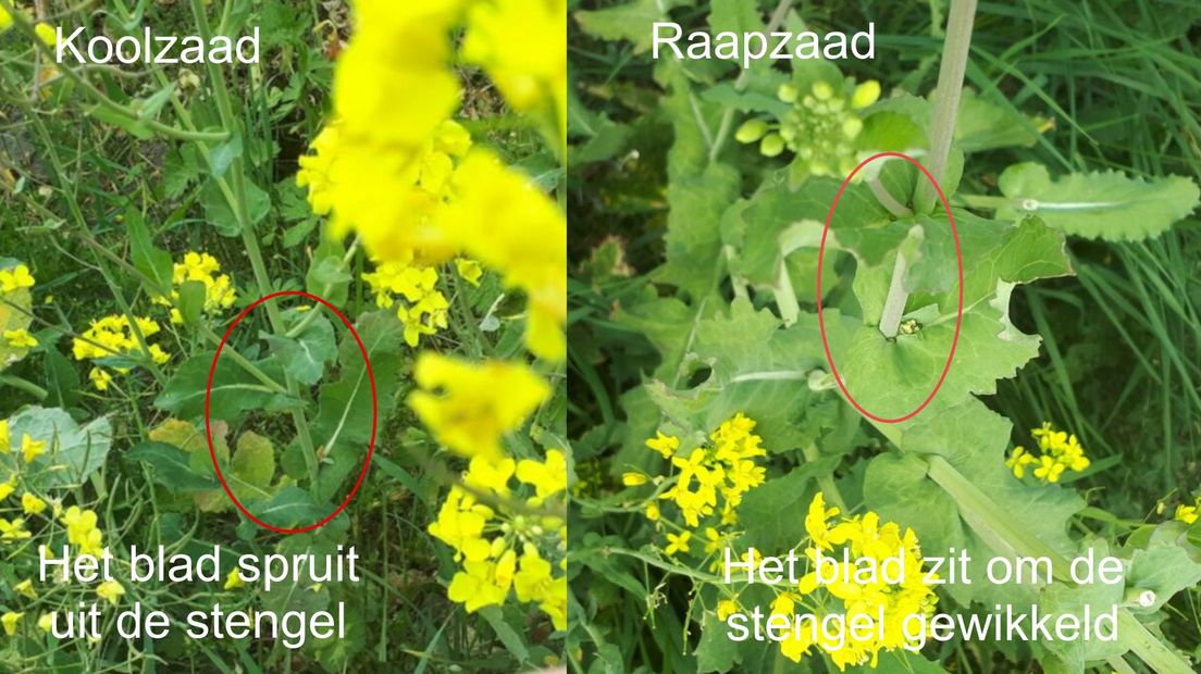 Is dat koolzaad of raapzaad in de berm, en hoe komt het daar? RTV Drenthe
