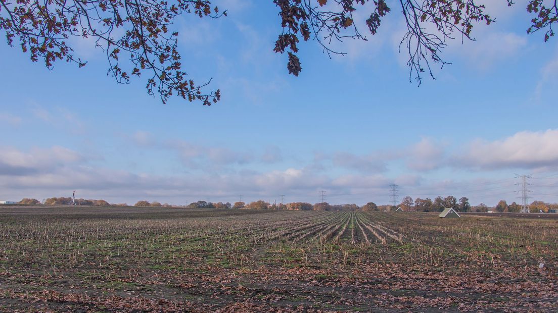 Op de Usseler Es, ten westen van Enschede, wordt momenteel nog vooral veel maïs verbouwd.