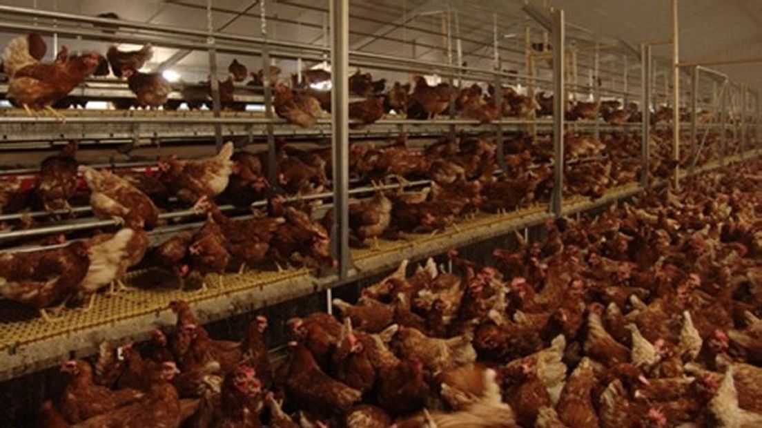 Er is weer vogelgriep vastgesteld in Duitsland (archieffoto)