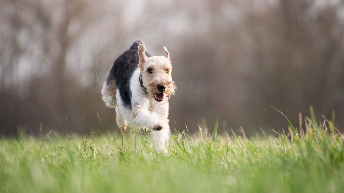 Hond
