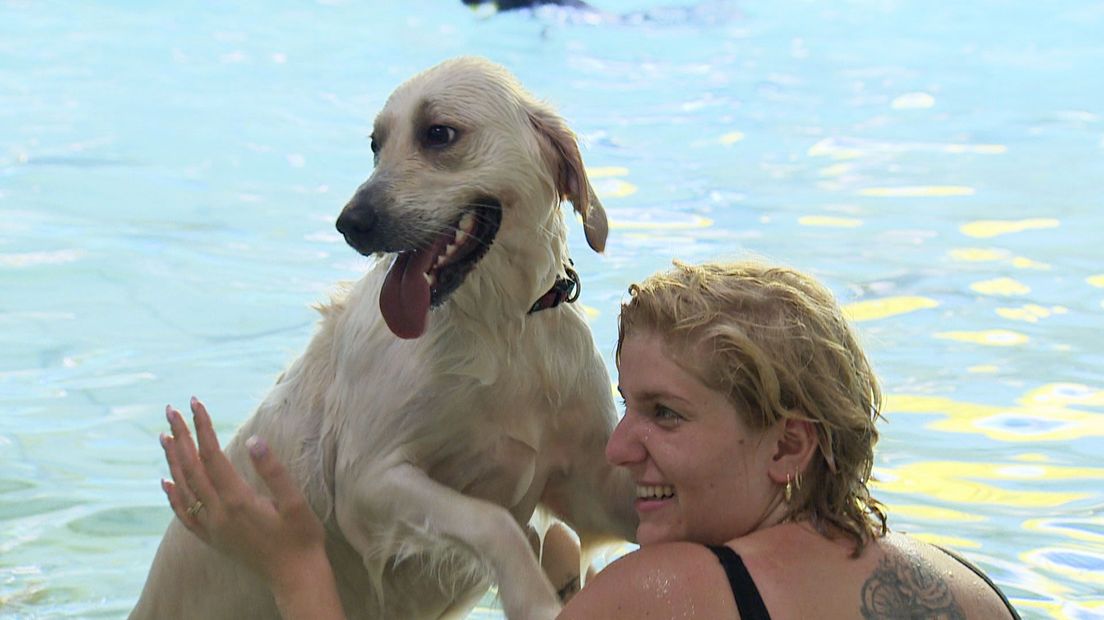 Hond en baasje in het zwembad