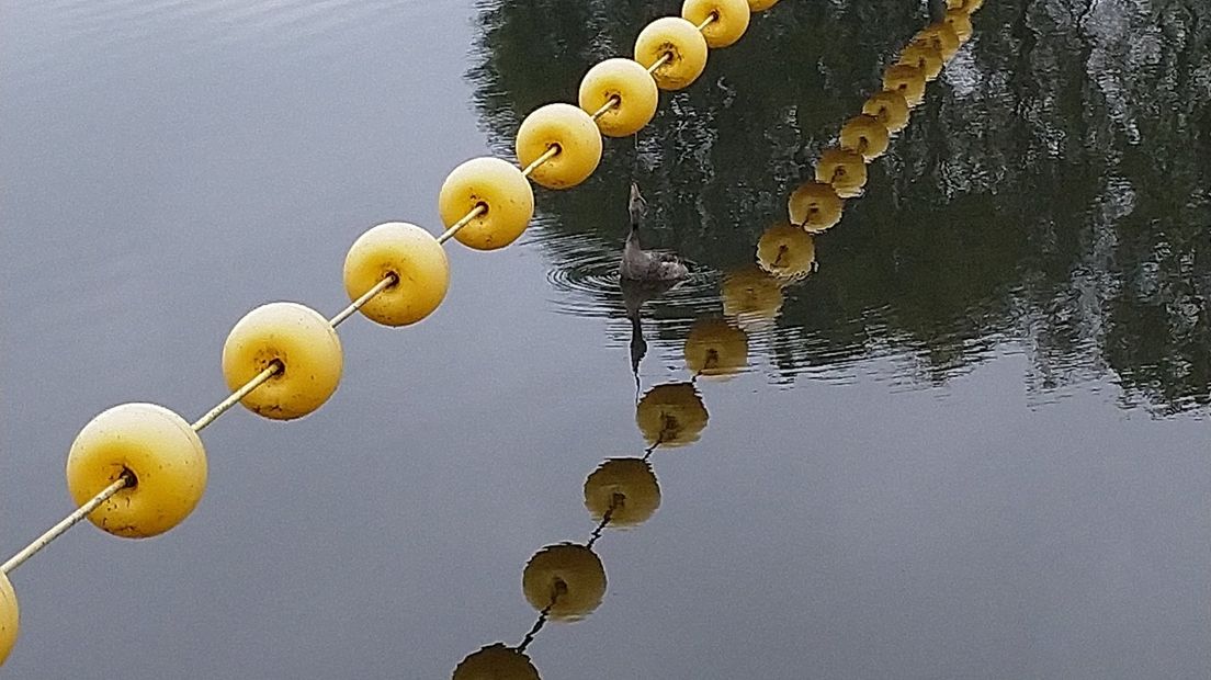 De foto is gruwelijk. Een jonge gans is in de Berkel bij Rekken vast komen te zitten met een vishaak aan het koord met gele ballen, vlak bij de stuw. Als de Dierenbescherming op de melding afkomt, leeft het dier nog.