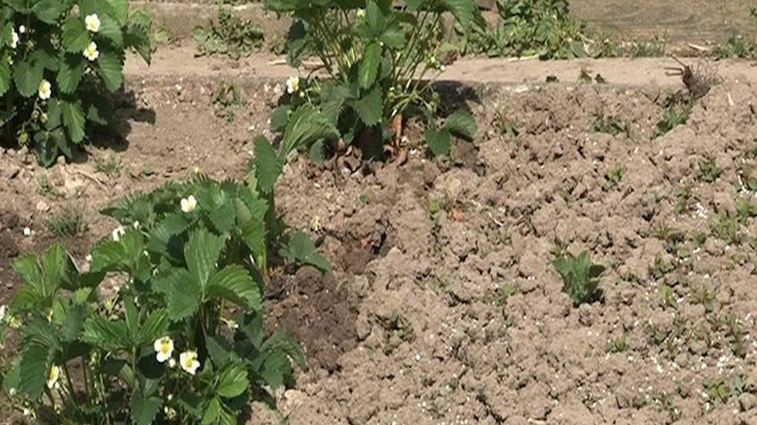 Droogte