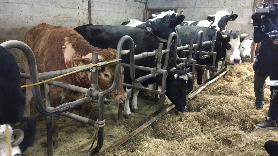 Gered van de slacht zus van