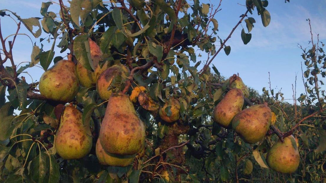 Hagelschade aan perenoogst, fruittelers vrezen dat de oogst als verloren kan worden beschouwd