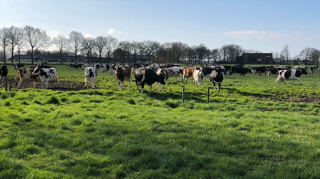 De Eerste Koeien Dartelen Weer In De Wei; Of Stonden Ze Er Al? - RTV ...