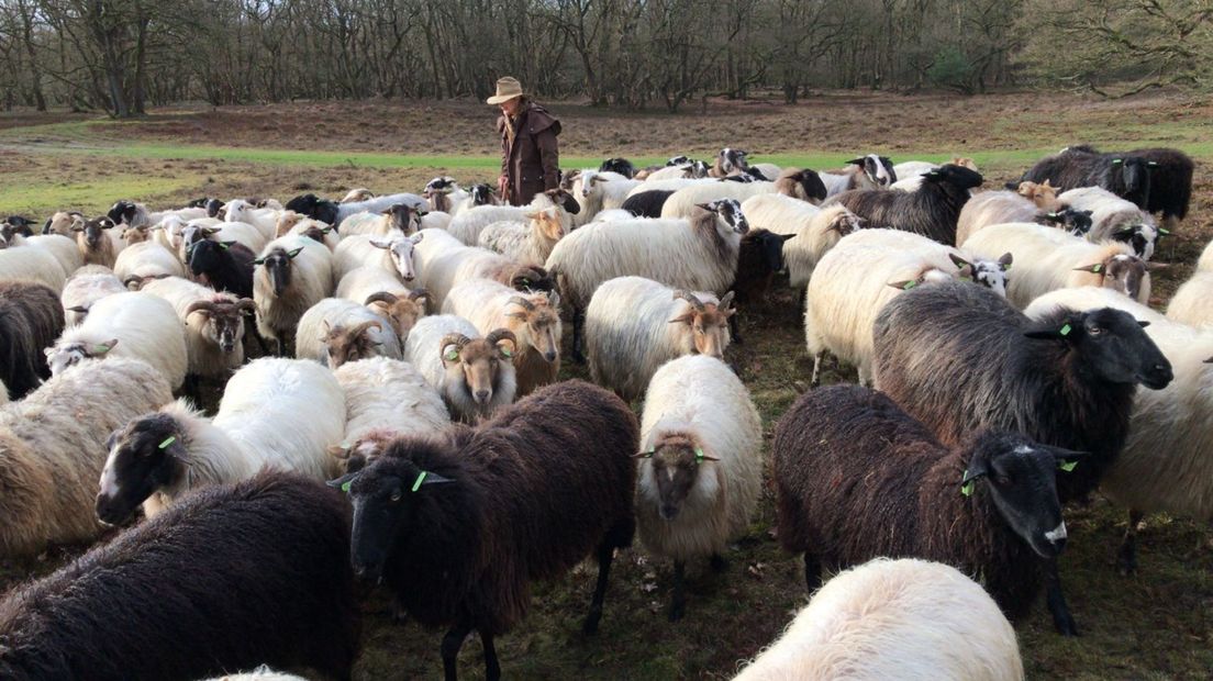 De schapen lopen niet meer in het weekend over de hei (Rechten: RTV Drenthe)