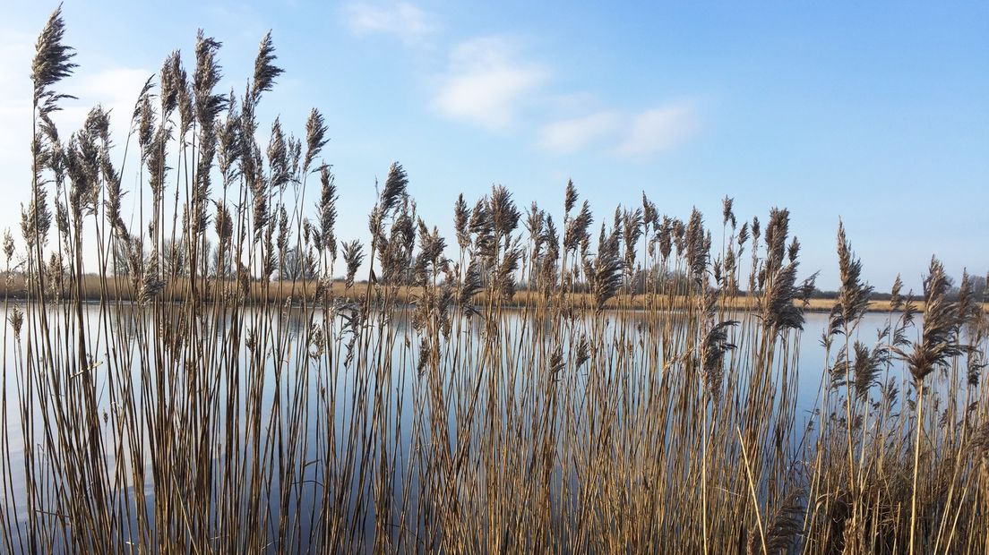 Riet in het Lauwersmeergebied