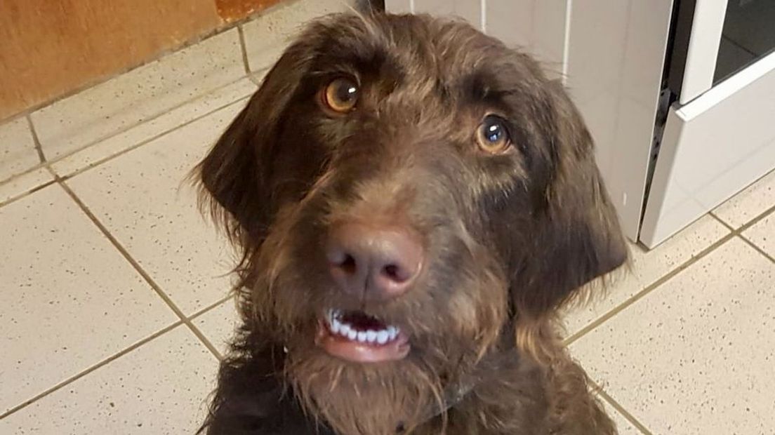Mila (10 maanden) zoekt baasje