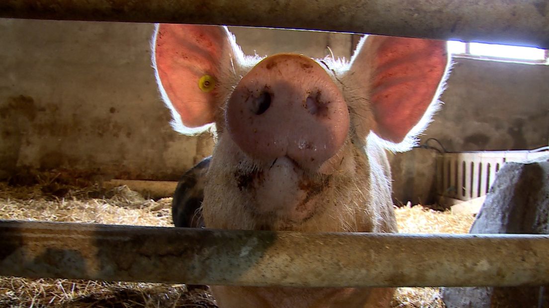De varkensboeren moeten aan verschillende eisen voldoen als ze vijf sterren willen krijgen.
