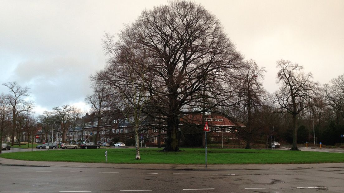 De boom langs de Emmalaan, vlakbij het Wilhelminapark.