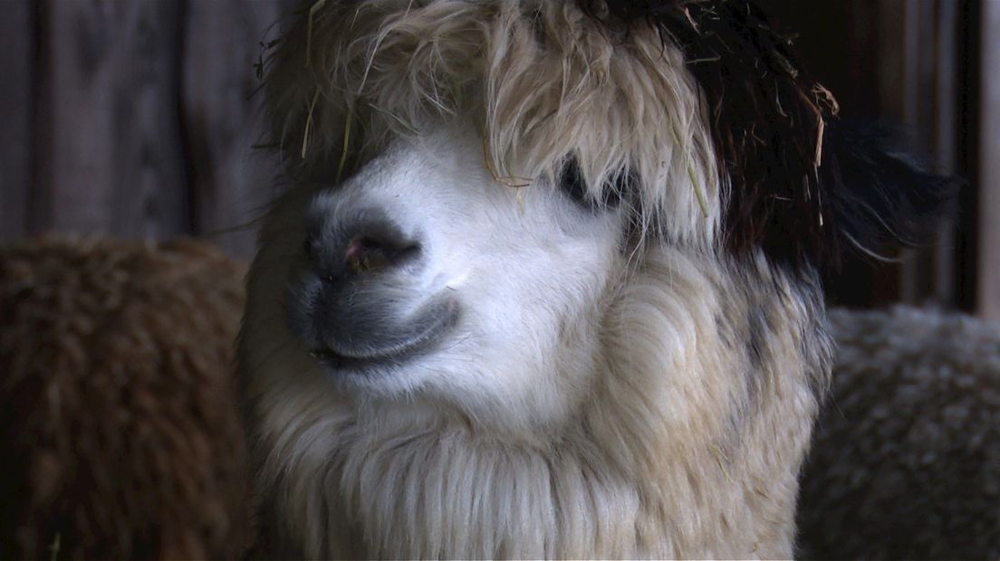 De Alpaca komt oorspronkelijk uit Peru.